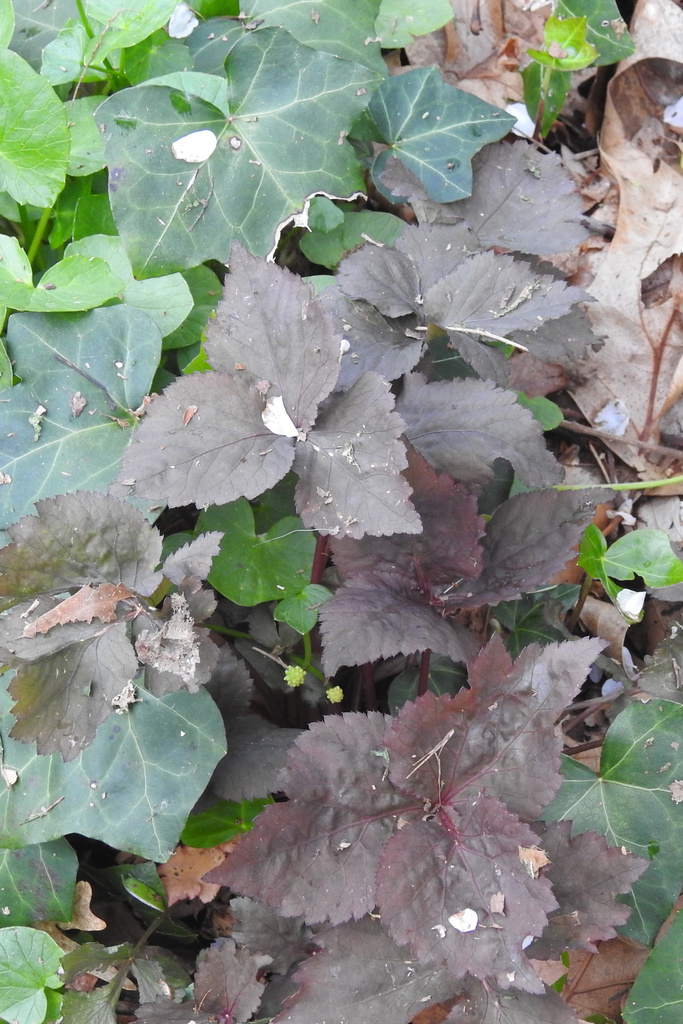Cryptotaenia japonica, Japanese parsley (mitsuba) — clumping deciduous (Apiaceae) (image 7 of 8)