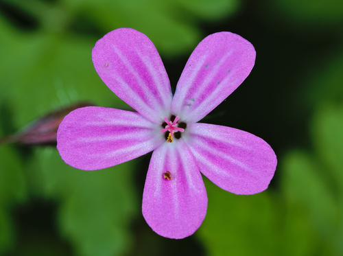 Geranium robertianum (herb-Robert, stinky Bob)