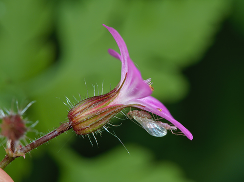Geranium robertianum (herb-Robert, stinky Bob) (alternate view 2)