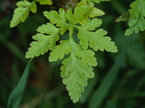 Geranium robertianum (herb-Robert, stinky Bob) (alternate view 4)