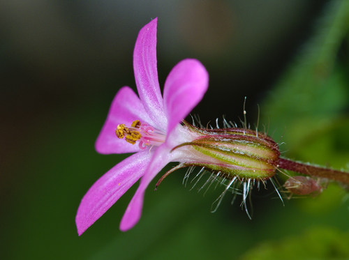 Geranium robertianum (herb-Robert, stinky Bob) (alternate view 3)