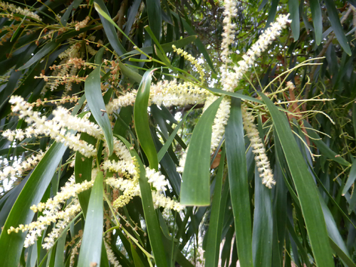 Acacia maidenii (Maiden's Wattle)