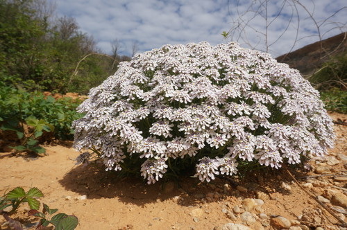 Iberis (Candytufts) (alternate view 5)