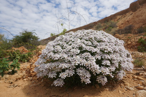 Iberis (Candytufts) (alternate view 6)