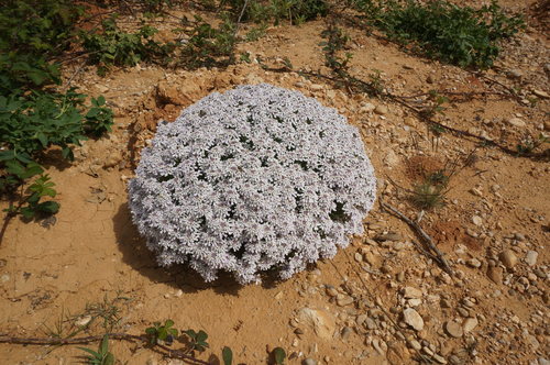 Iberis (Candytufts) (alternate view 7)