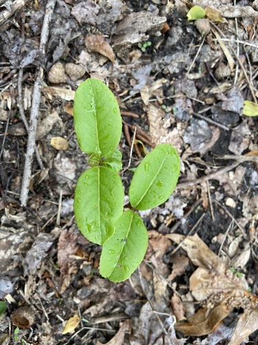 Viburnum cassinoides (northern wild raisin) (alternate view 4)