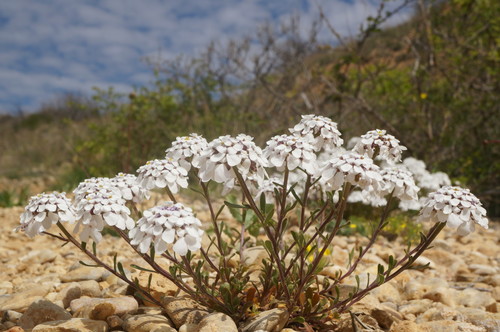 Iberis (Candytufts) (alternate view 8)