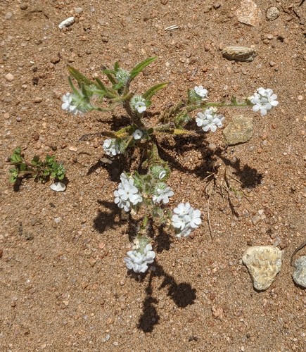 Cryptantha intermedia (Clearwater cryptantha) (alternate view 4)