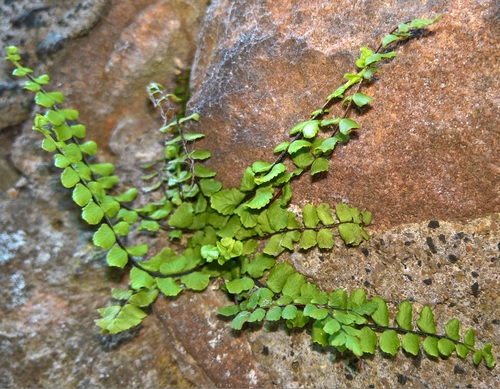 Asplenium trichomanes (Maidenhair Spleenwort)