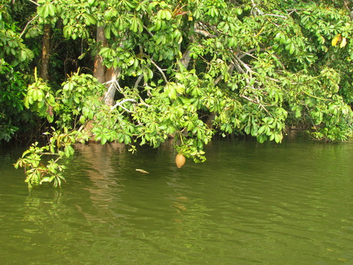 Pachira aquatica (Money Tree)