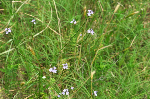 Verbena halei (Texas vervain) (alternate view 8)