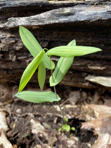 Uvularia perfoliata (Perfoliate Bellwort)