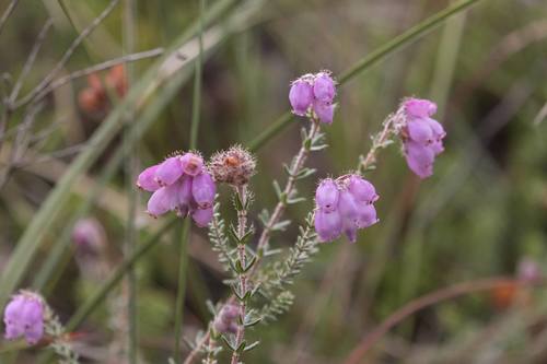 Erica tetralix (Cross-leaved Heath)