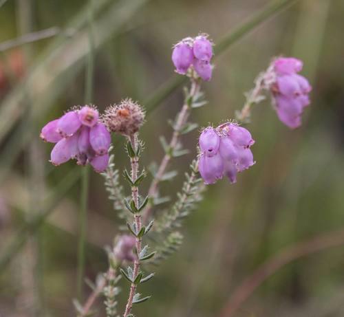 Erica tetralix (Cross-leaved Heath)