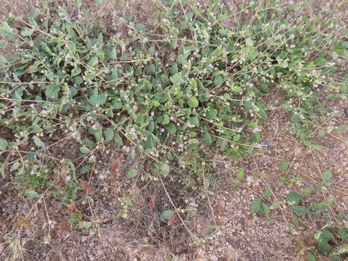 Allionia incarnata (Trailing Windmills) (alternate view 6)