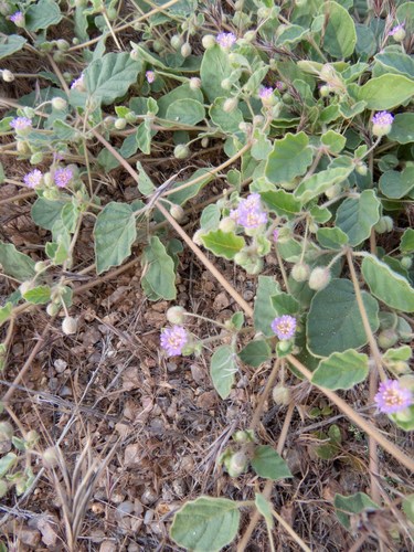 Allionia incarnata (Trailing Windmills) (alternate view 7)