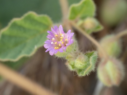 Allionia incarnata (Trailing Windmills) (alternate view 8)
