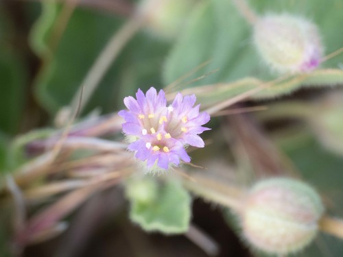 Allionia incarnata (Trailing Windmills) (alternate view 9)