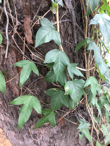 Passiflora suberosa (corkystem passionflower) (alternate view 5)