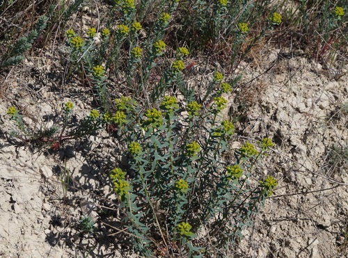 Euphorbia seguieriana (alternate view 5)
