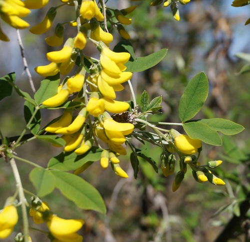 Laburnum anagyroides (golden chain tree) (alternate view 2)