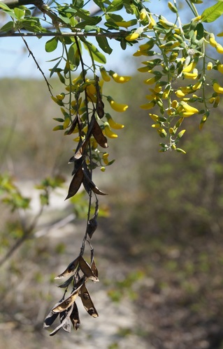 Laburnum anagyroides (golden chain tree) (alternate view 3)