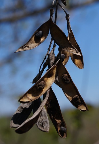 Laburnum anagyroides (golden chain tree) (alternate view 4)