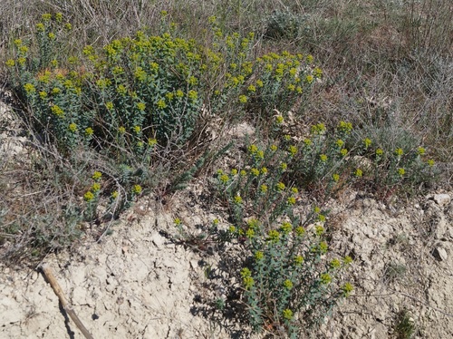 Euphorbia seguieriana (alternate view 6)