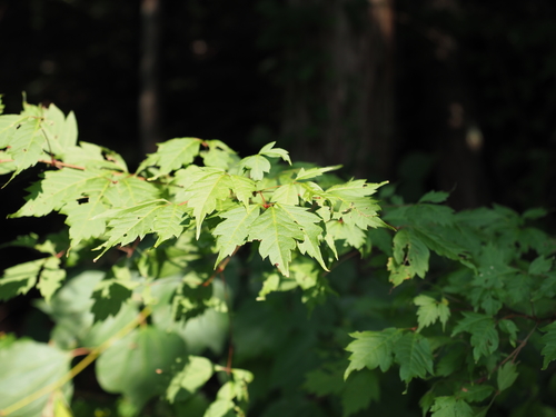 Acer cissifolium (Ivy-leaved Maple)
