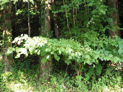 Acer cissifolium (Ivy-leaved Maple) (alternate view 2)