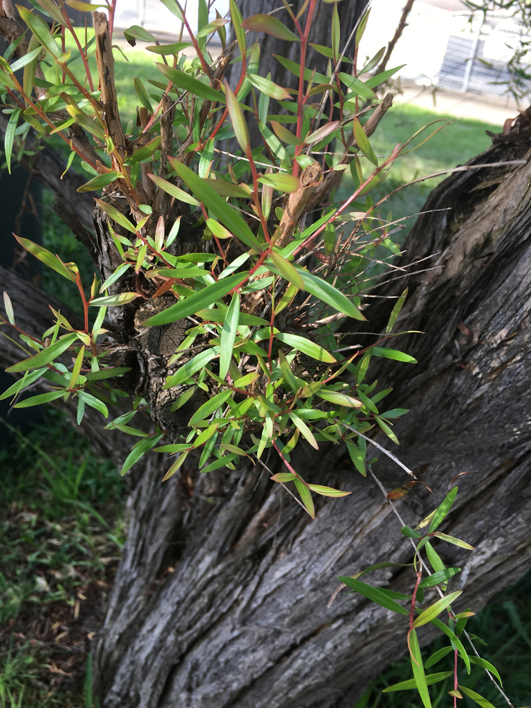 Leptospermum petersonii, Lemon-scented tea tree — upright evergreen (Myrtaceae) (image 7 of 9)