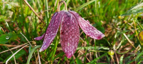 Fritillaria meleagris (snakes-head fritillary)