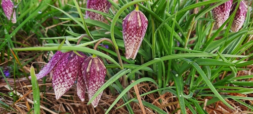 Fritillaria meleagris (snakes-head fritillary) (alternate view 3)