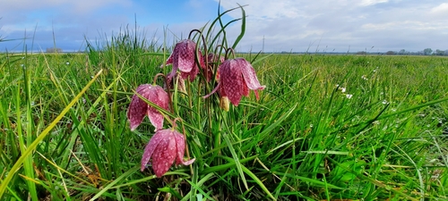 Fritillaria meleagris (snakes-head fritillary) (alternate view 4)
