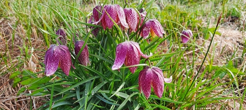 Fritillaria meleagris (snakes-head fritillary) (alternate view 5)