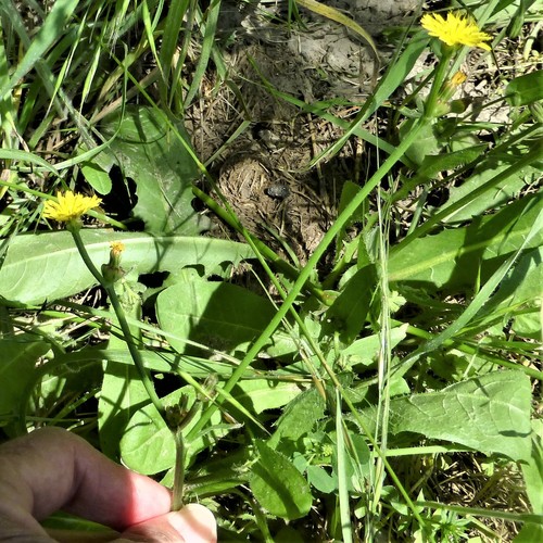 Crepis (hawksbeards) (alternate view 5)