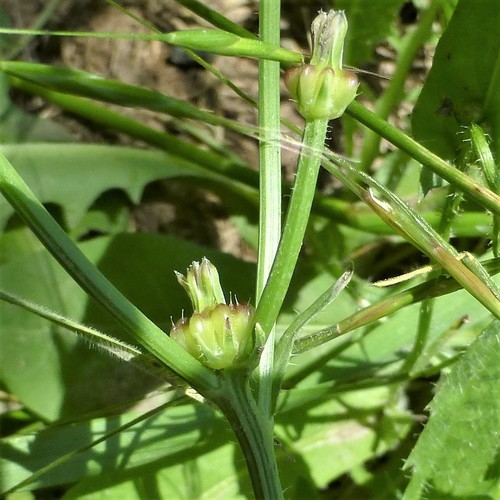 Crepis (hawksbeards) (alternate view 4)