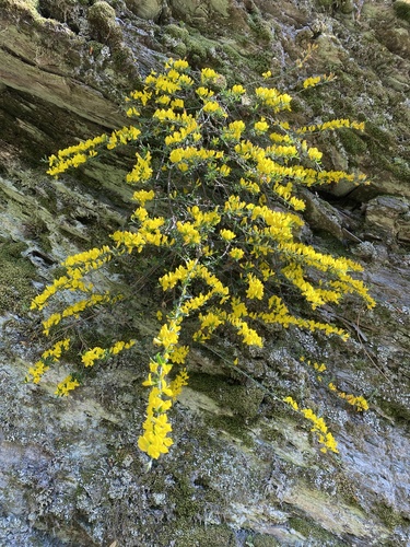 Genista pilosa (silkyleaf woadwaxen) (alternate view 2)