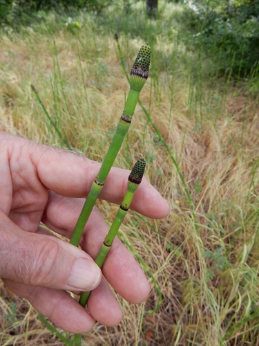 Equisetum laevigatum (smooth horsetail) (alternate view 7)