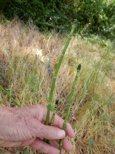 Equisetum laevigatum (smooth horsetail) (alternate view 8)