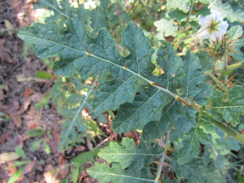 Solanum sisymbriifolium (Red Buffalo-bur) (alternate view 5)