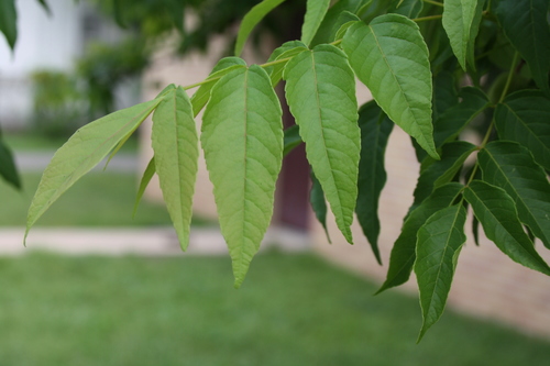 Ungnadia speciosa (Mexican buckeye) (alternate view 5)