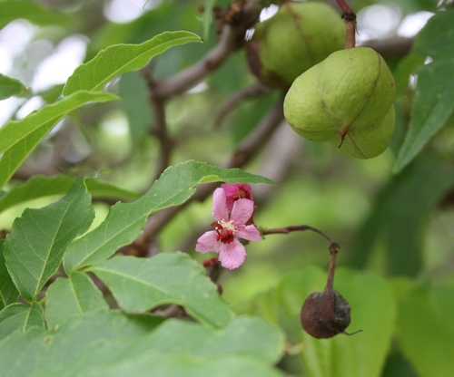 Ungnadia speciosa (Mexican buckeye) (alternate view 4)