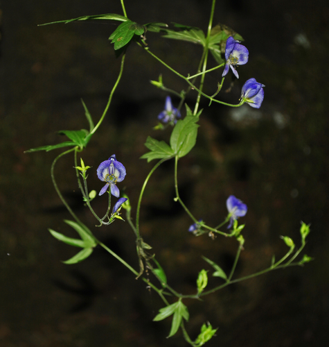 Aconitum (Monkshoods) (alternate view 7)