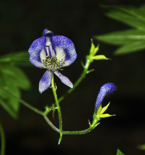Aconitum (Monkshoods) (alternate view 8)