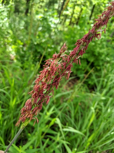 Tripsacum dactyloides (eastern gamagrass) (alternate view 5)