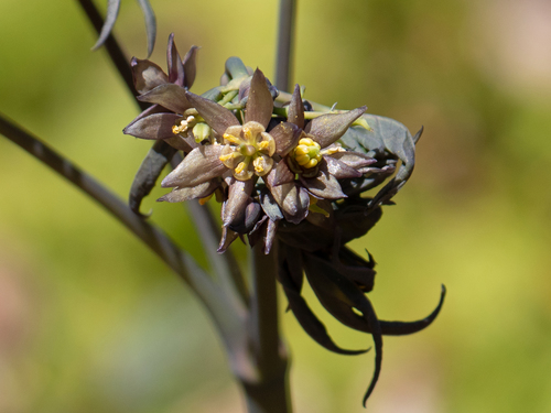 Caulophyllum giganteum (early blue cohosh)