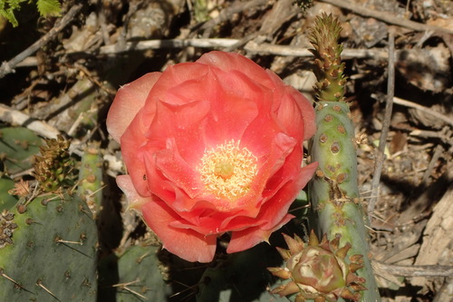 Opuntia × vaseyi (Vasey's Pricklypear) (alternate view 5)