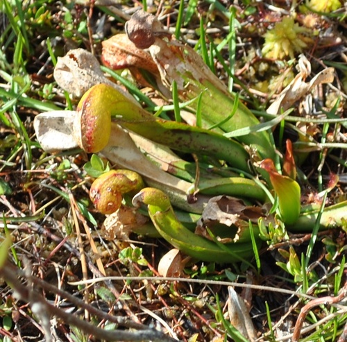 Darlingtonia californica (California pitcher plant) (alternate view 2)