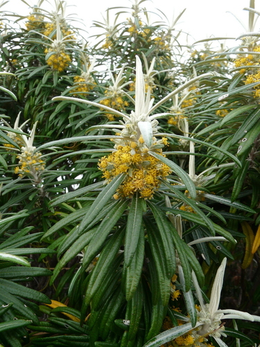Bedfordia salicina (Blanket Bush)
